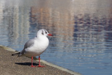Fototapeta premium 一羽のユリカモメが佇んでいる