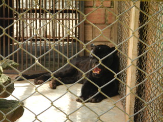 pantera negra © Carlos