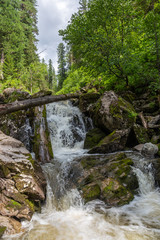 Stormy mountain river in the forest in Altai, Russia