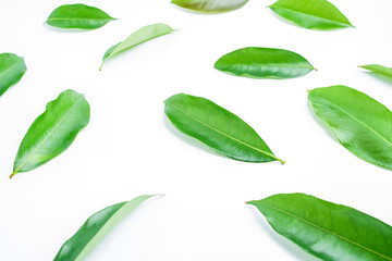 Green lychee leaves on white background / lychee poster background material