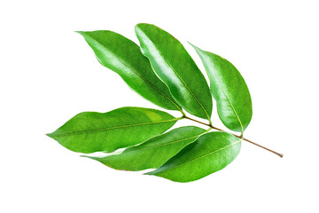 Green lychee leaves on white background / lychee poster background material