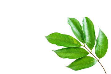 Green lychee leaves on white background / lychee poster background material