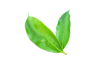 Green lychee leaves on white background / lychee poster background material