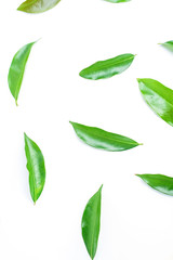 Green lychee leaves on white background / lychee poster background material