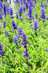Obraz premium a large blue sage