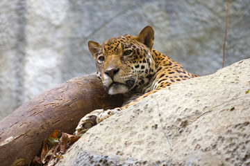 The woken-up leopard looks afar. Chiang Mai 