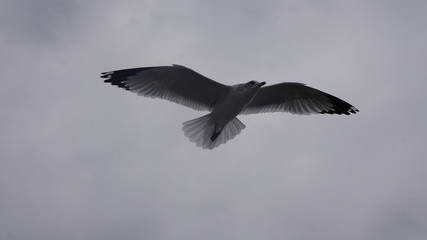 Need To Fly 