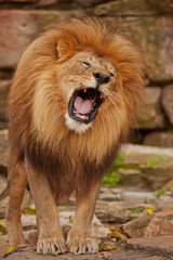 Fototapeta na wymiar Lion Roar