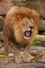 Naklejka na ściany i meble Angry Lion