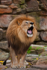 Roaring Lion