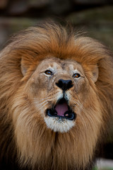 Obraz na płótnie Canvas male lion