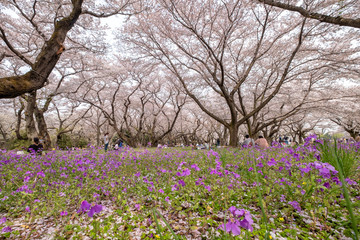 Obraz premium Tokyo, Japan - April 1 : the unidentified people go to picnic and relax under cherry blossom trees at Showa Kinen Koen park on April 1, 2018 in Tokyo, Japan.
