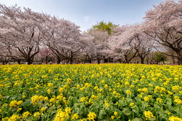 Tokyo, Japan - April 1 : the unidentified people go to picnic and relax under cherry blossom trees at Showa Kinen Koen park on April 1, 2018 in Tokyo, Japan.