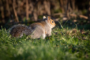 squirrel