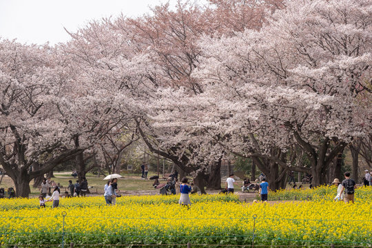 Tokyo, Japan - April 1 : the unidentified people go to picnic and relax under cherry blossom trees at Showa Kinen Koen park on April 1, 2018 in Tokyo, Japan.