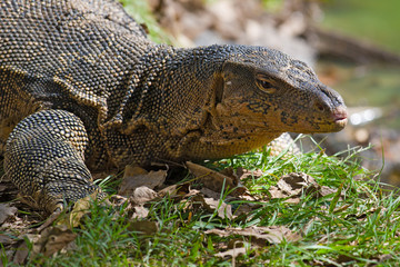 Head of a striped monitor lizard (Varanus salvator) close-up. Thailand