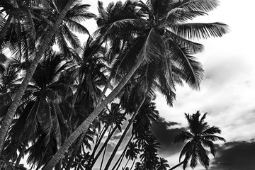 Tropical coconut palm trees isolated on white background. Black and white image
