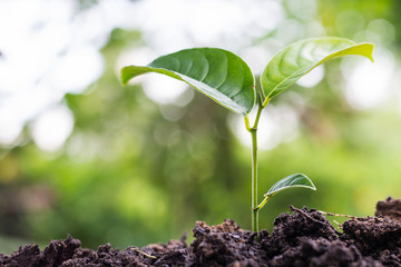 The seedling green sprout are growing in the soil with green bokeh background. Jackfruit seedling. The concept of nature growth, Business growth, Afforest, World environment day.