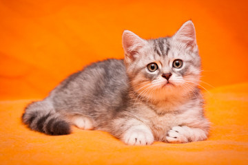 Gray British young cat lying on an orange background and looking at the camera
