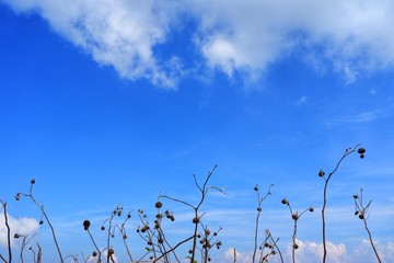 The grass is flowing with the wind with white clouds and blue sky background.