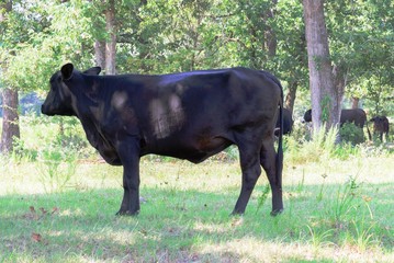 black cows roaming on a ranch with grass and trees