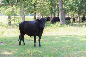 Fototapeta premium black cows roaming on a ranch with grass and trees
