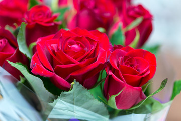 fresh red roses in a bouquet as background