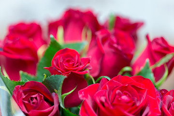 fresh red roses in a bouquet as background
