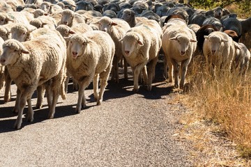 sheep being herded on a livestock corridor road