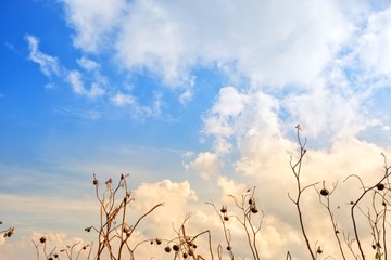 The grass is flowing with the wind with white clouds and blue sky background.