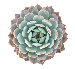 Green succulent cactus flower tropical plant top view isolated on white background, clipping path...
