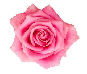 Pink rose flower top view isolated on white background, clipping path included