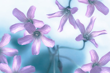 Abstract floral background, pink flowers with soft white and blue background