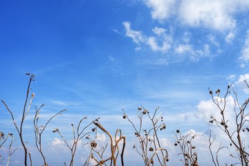 The grass is flowing with the wind with white clouds and blue sky background.