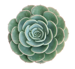 Green succulent cactus flower tropical plant top view isolated on white background, clipping path included - obrazy, fototapety, plakaty