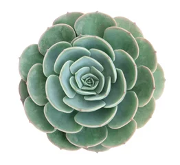 Foto auf Acrylglas Kaktus Grüne saftige Kaktusblume tropische Pflanze Draufsicht isoliert auf weißem Hintergrund, Beschneidungspfad enthalten