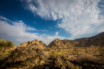 Joshua Tree National Park