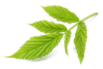 Blackberries green leaf isolated