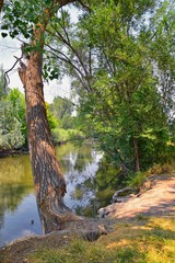 Views of Jordan River Trail with surrounding trees, Russian Olive, cottonwood and silt filled muddy water along the Wasatch Front Rocky Mountains, in Salt Lake City, Utah.