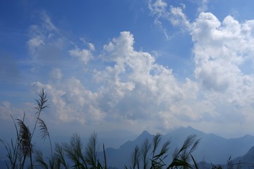 The grass is flowing with the wind with mountains, white clouds and blue sky background.