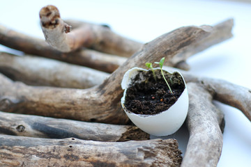 Seedling plants in eggshells, eco gardening, montessori, education, reuse concept
