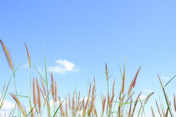 The grass is flowing with the wind with white clouds and blue sky background.