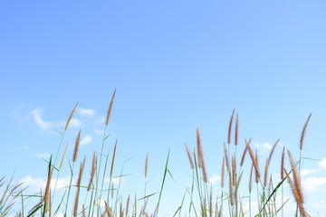 The grass is flowing with the wind with white clouds and blue sky background.
