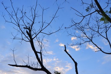 Fallen leaves with clouds and blue sky background.