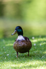 Duck on grass field