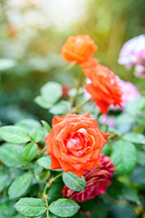 Red rose flower rose