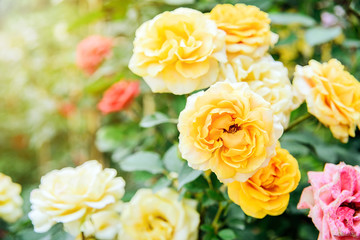 Yellow flower rose