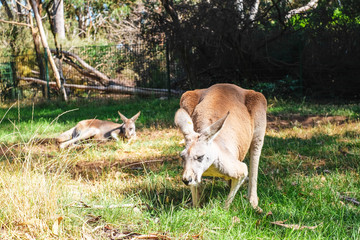 Naklejka na ściany i meble Kangaroos - Australia
