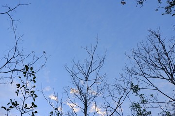 Fallen leaves with clouds and blue sky background.