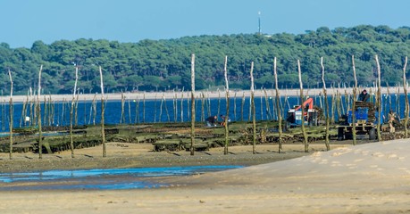 Ramassage des huîtres au Cap-Ferret,Nouvelle-Aquitaine, France.